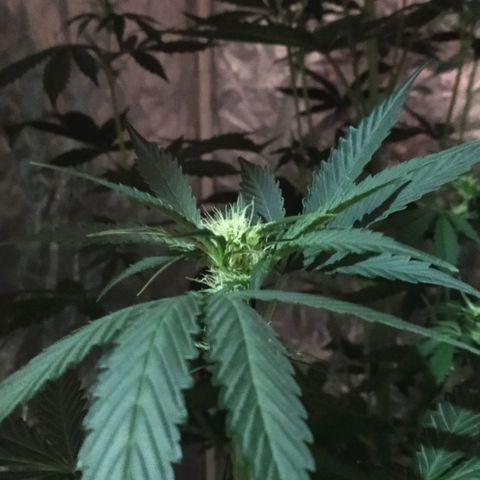 Condor growlog photo: Hermosas!!