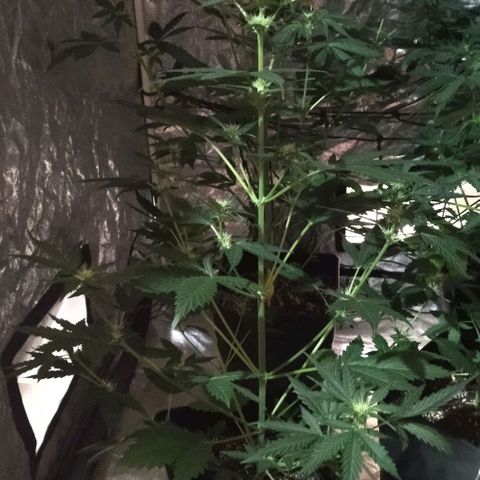 Condor growlog photo: Hermosas!!