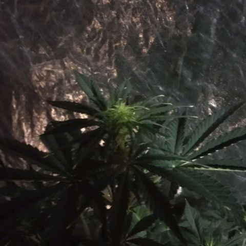 Condor growlog photo: Hermosas!!