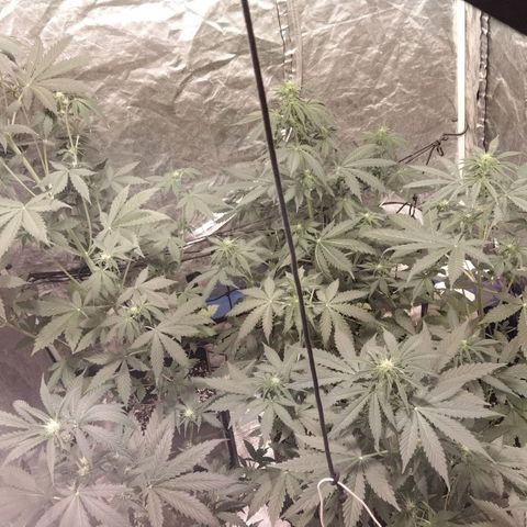 Condor growlog photo: Hermosas!!
