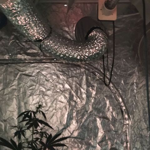 Condor growlog photo: Hermosas!!