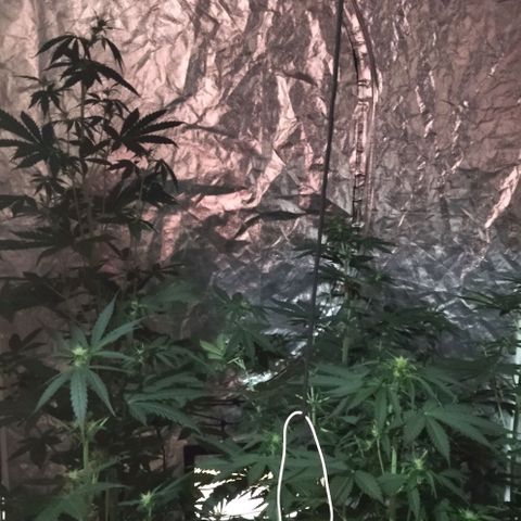 Condor growlog photo: Hermosas!!