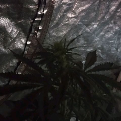 Condor growlog photo: Hermosas!!
