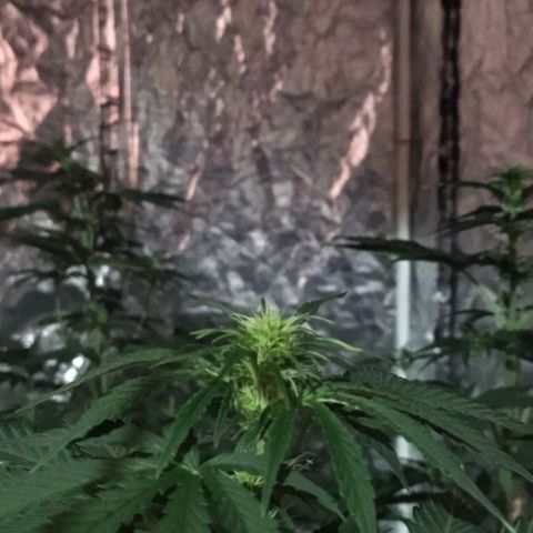 Condor growlog photo: Hermosas!!
