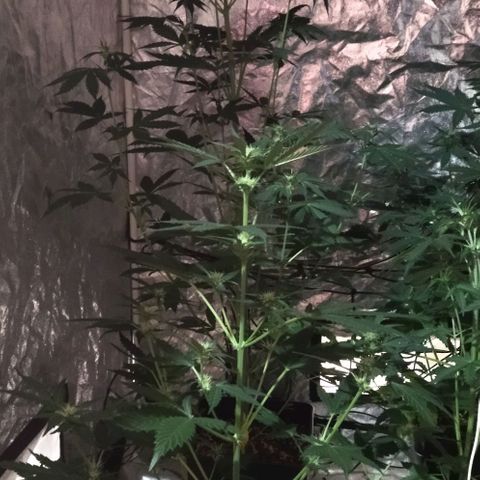Condor growlog photo: Hermosas!!
