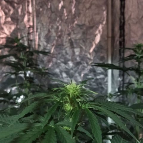 Condor growlog photo: Hermosas!!
