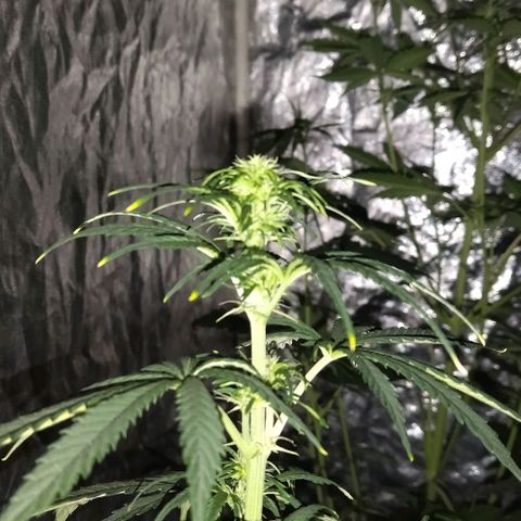 Condor growlog photo: Con sed las nenas