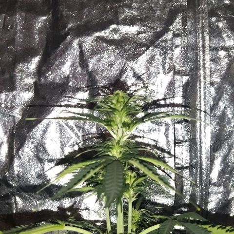 Condor growlog photo: Con sed las nenas