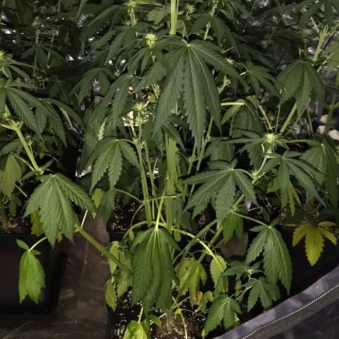 Condor growlog photo: Con sed las nenas