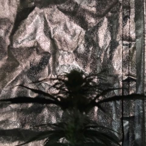 Condor growlog photo: Con sed las nenas