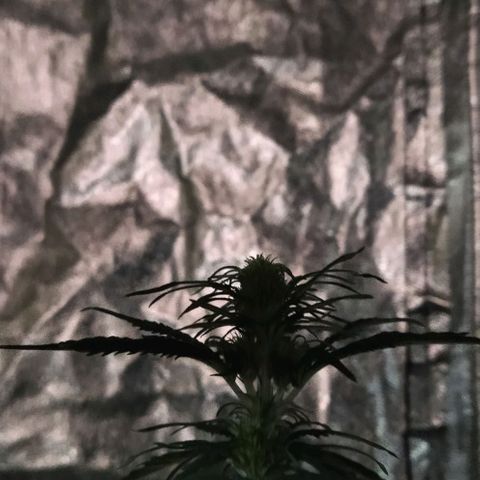 Condor growlog photo: Con sed las nenas