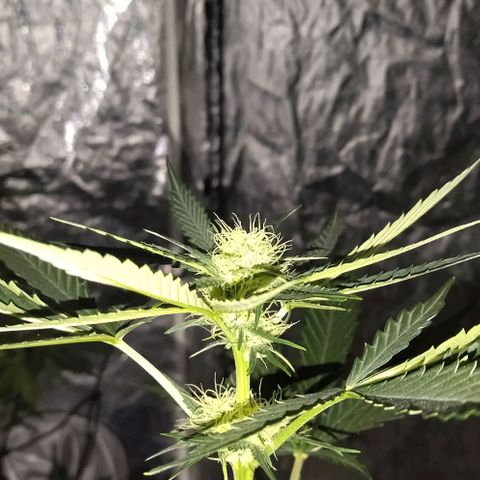 Condor growlog photo: Con sed las nenas