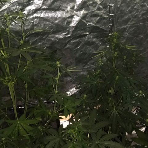 Condor growlog photo: Con sed las nenas
