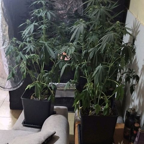 Condor growlog photo: Con sed las nenas