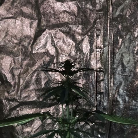 Condor growlog photo: Con sed las nenas