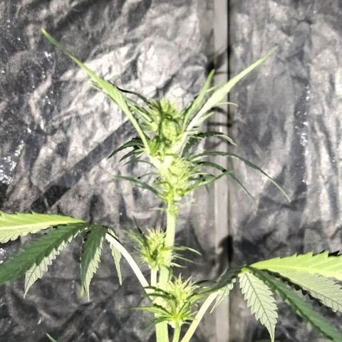 Condor growlog photo: Con sed las nenas