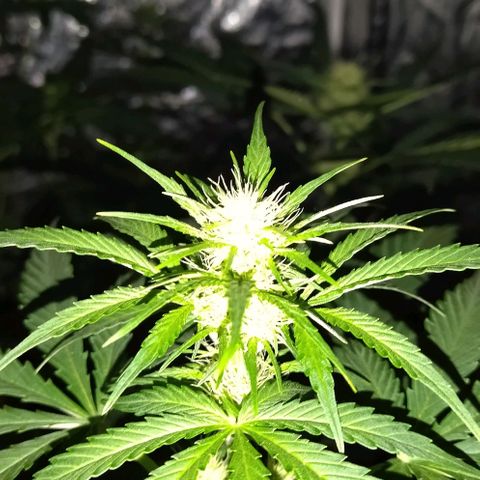 Condor growlog timeline photo