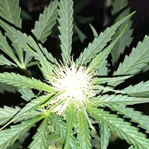 Condor growlog timeline photo