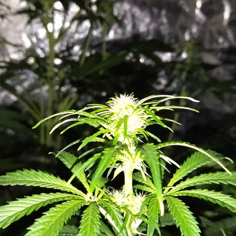 Condor growlog timeline photo