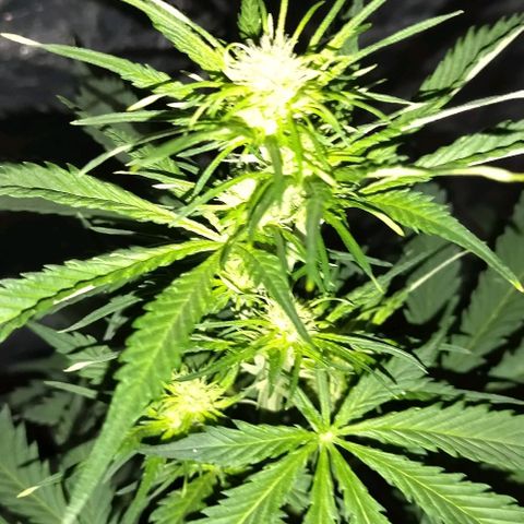 Condor growlog timeline photo