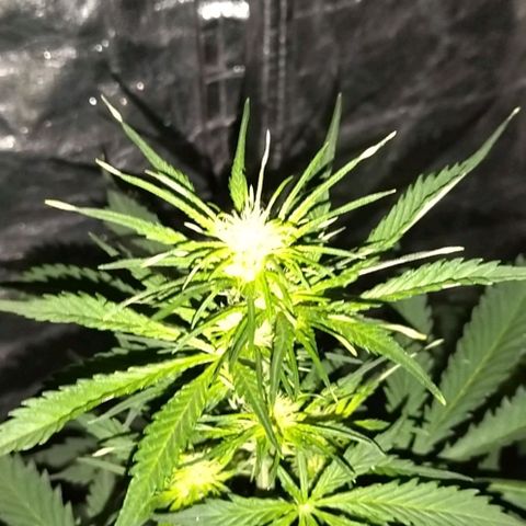 Condor growlog timeline photo