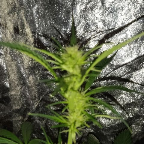 Condor growlog timeline photo