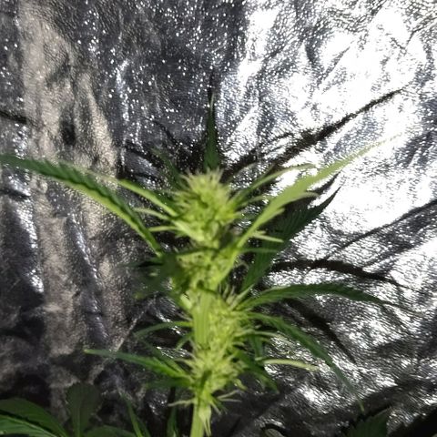 Condor growlog timeline photo