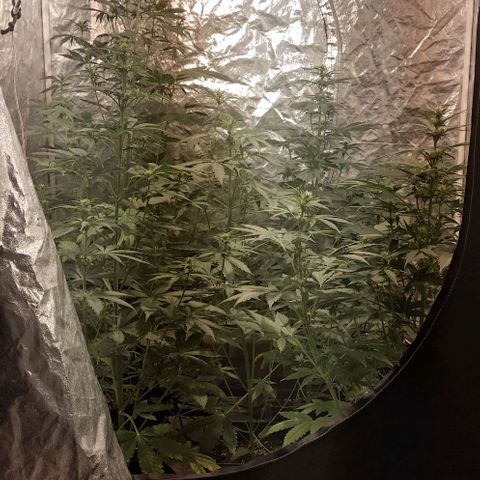 Condor growlog timeline photo
