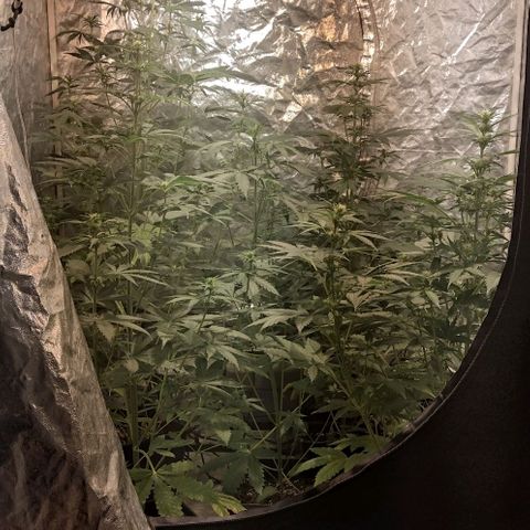 Condor growlog timeline photo
