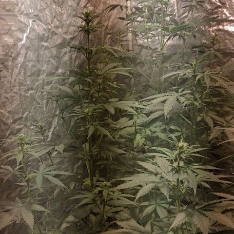 Condor growlog timeline photo