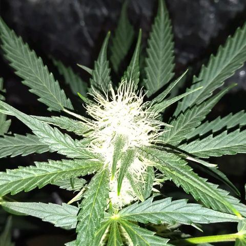 Condor growlog timeline photo