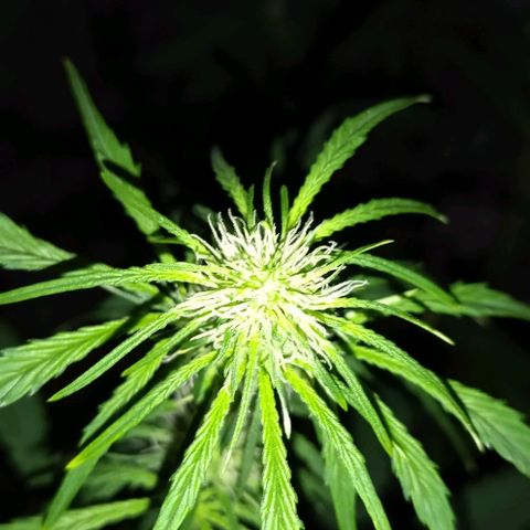 Condor growlog timeline photo