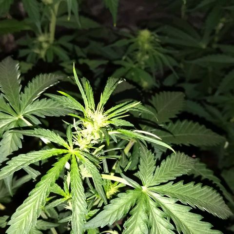 Condor growlog timeline photo