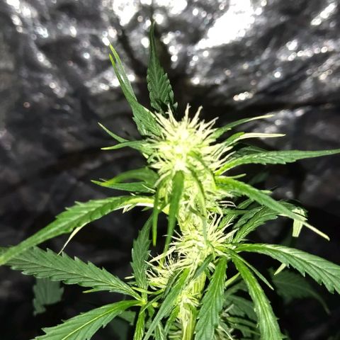 Condor growlog timeline photo