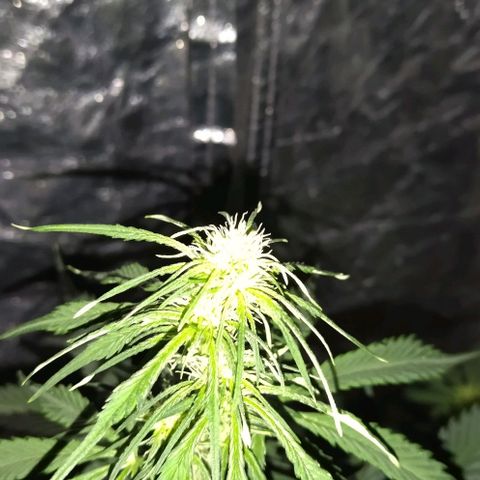 Condor growlog timeline photo