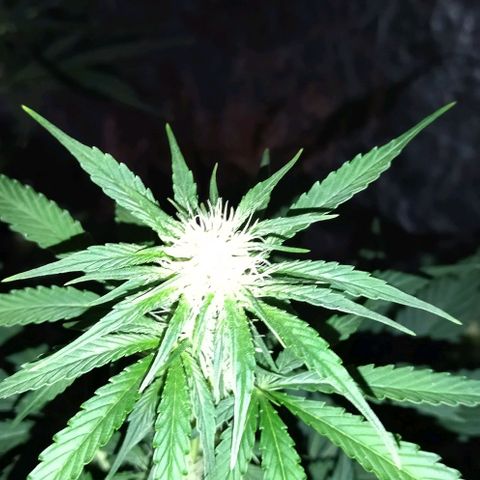 Condor growlog timeline photo