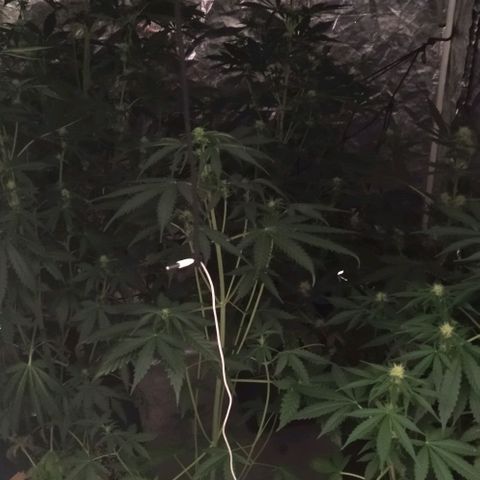 Condor growlog timeline photo