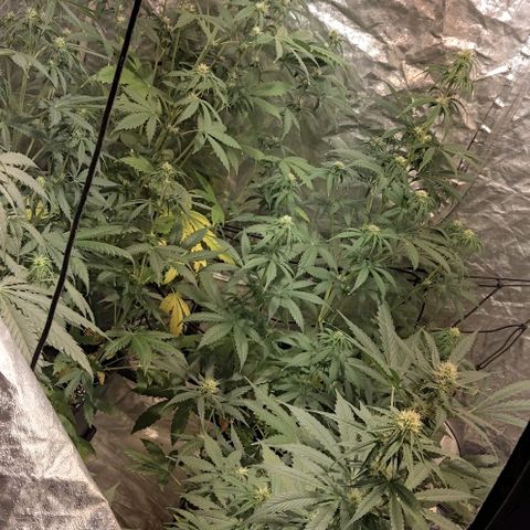 Condor growlog timeline photo