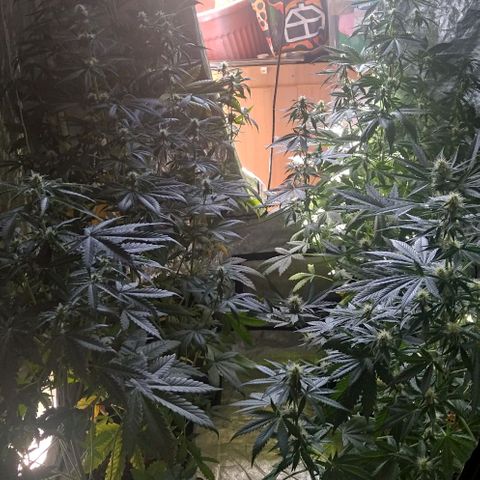 Condor growlog timeline photo