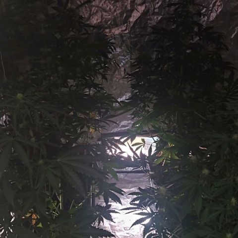 Condor growlog timeline photo