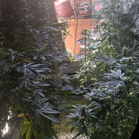 Condor growlog timeline photo