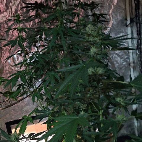 Condor growlog timeline photo