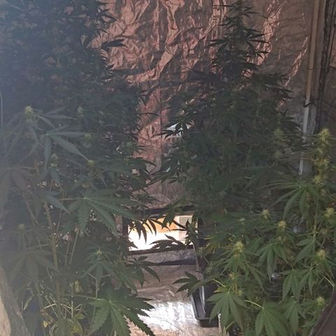 Condor growlog timeline photo