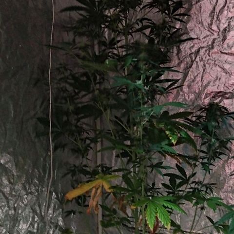 Condor growlog timeline photo