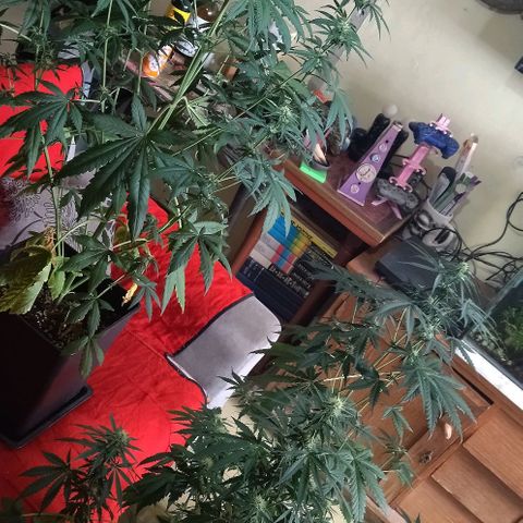 Condor growlog timeline photo