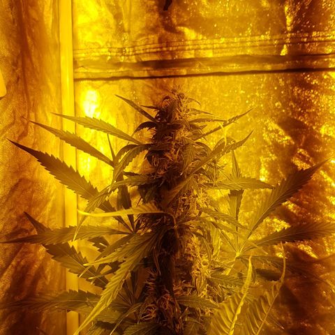 Condor growlog timeline photo