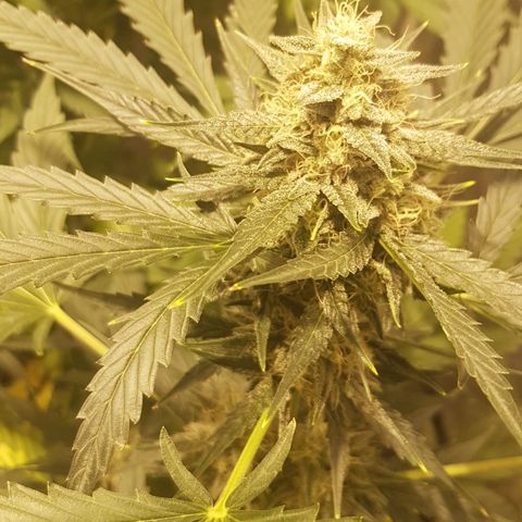 Condor growlog timeline photo