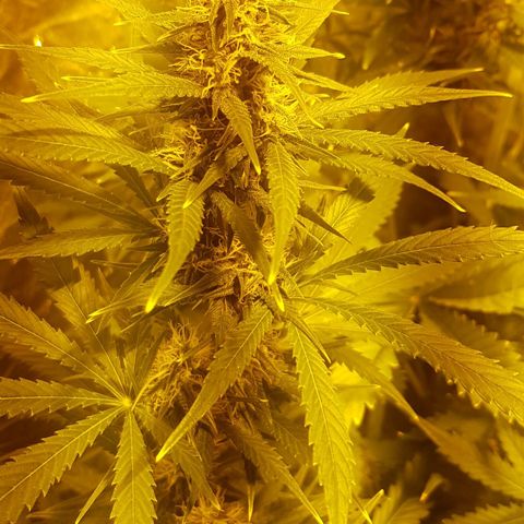 Condor growlog timeline photo