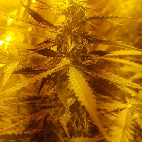 Condor growlog timeline photo