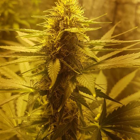 Condor growlog timeline photo